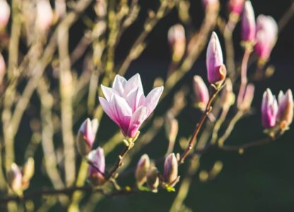 Win the Battle Against Seasonal Allergies