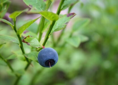 There is Nothing Anti About Antioxidants
