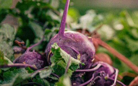 purple beets