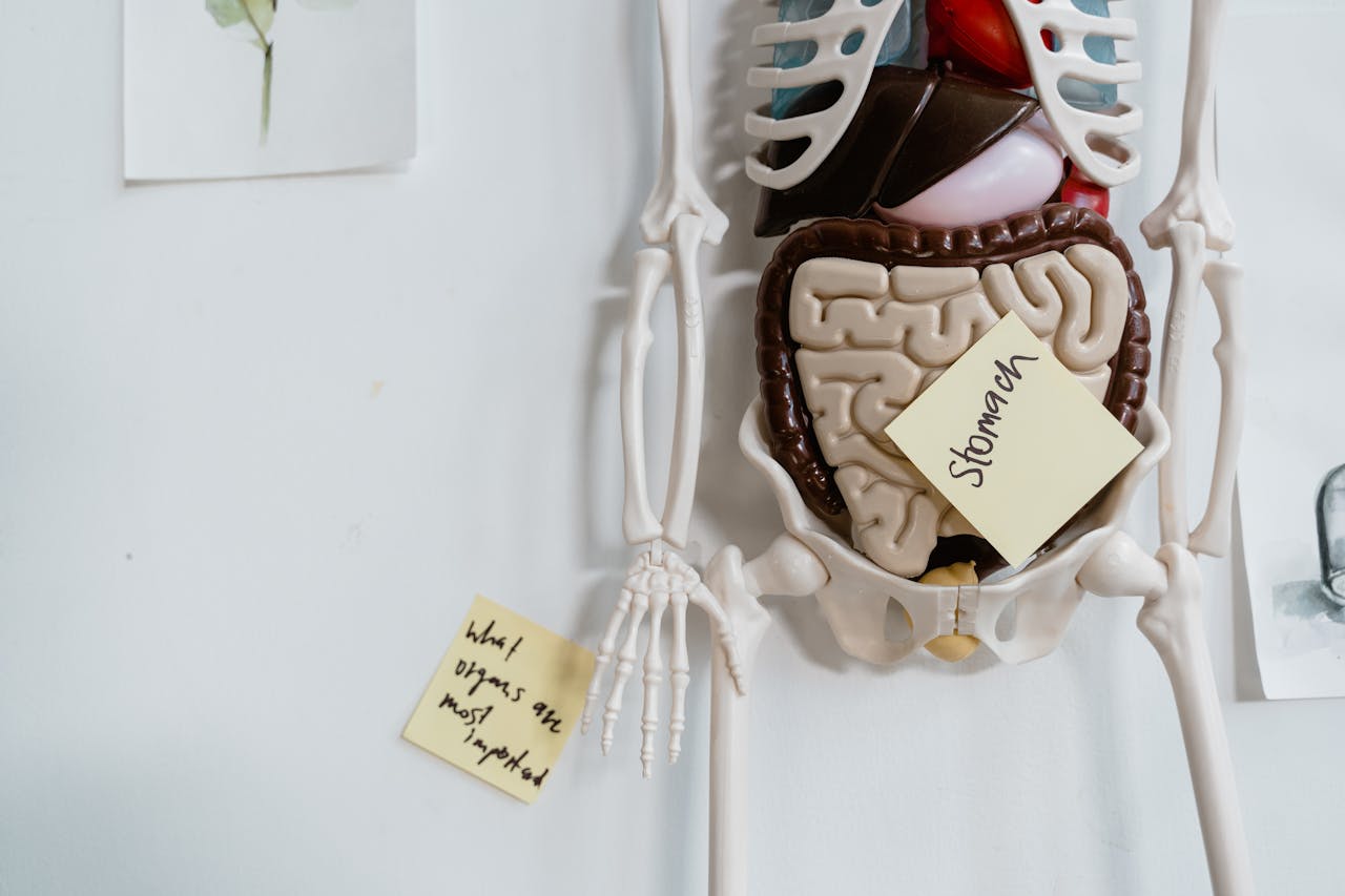 Human skeleton model hanging on wall, representing anatomy and digestive health